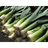 leeks emoji